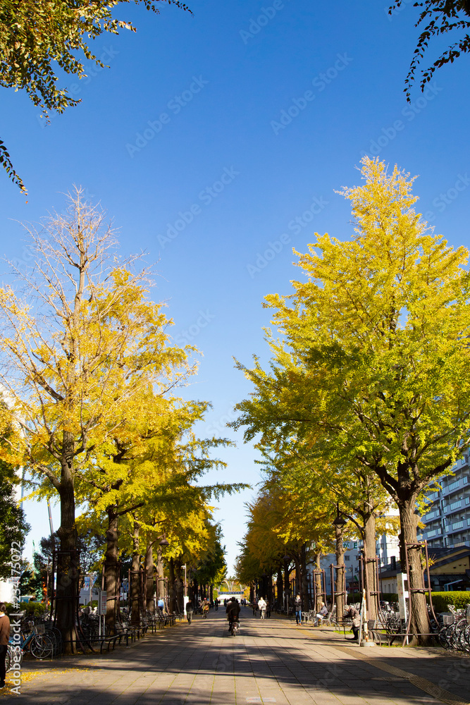 Fototapeta premium Lines of gingko trees in Hikarigaoka park