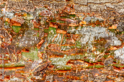 Gumbo-limbo (Bursera simaruba) closeup of peeling tree trunk bark - Topeekeegee Yugnee (TY) Park, Hollywood, Florida, USA photo