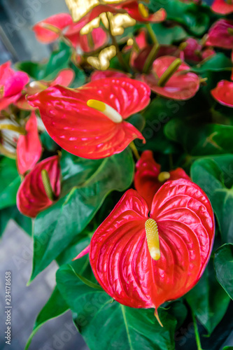 Anthurium flower with leaves in the hall of the Parndorf outlet near Vienna, Austria