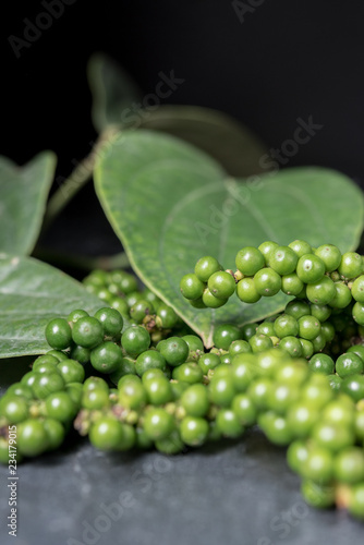 Fresh raw green pepper in a plant pot with black background