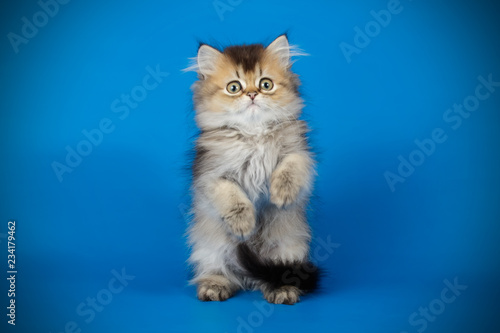 Scottish straight longhair cat on colored backgrounds © Aleksand Volchanskiy