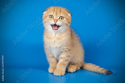 Scottish fold shorthair cat on colored backgrounds © Aleksand Volchanskiy