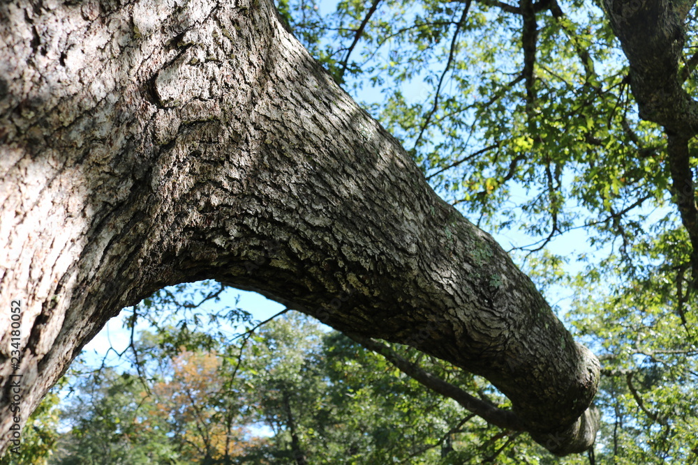 Fototapeta premium Tree Branch