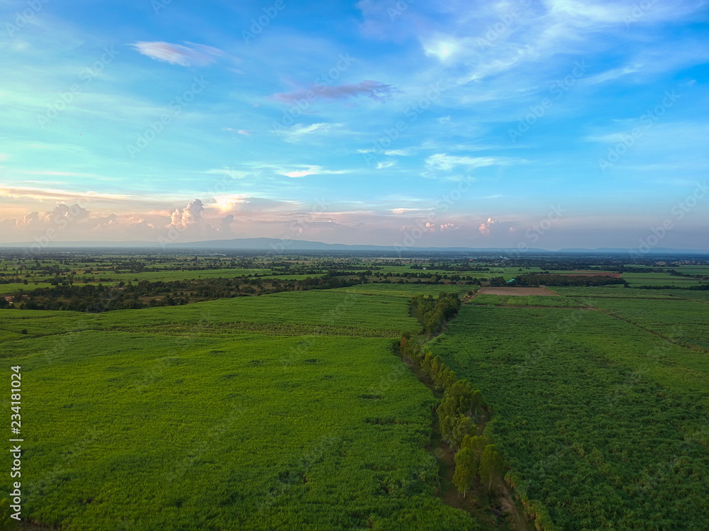 view from drone Sugar cane field with sunset sky nature landscape background.