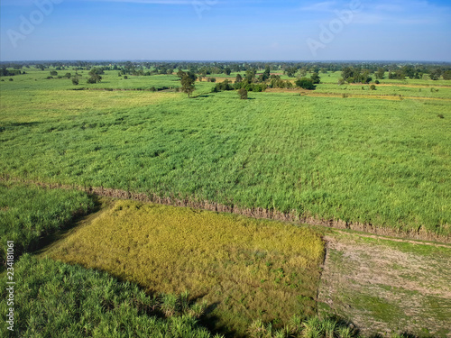 view from drone Sugar cane field with sunset sky nature landscape background.