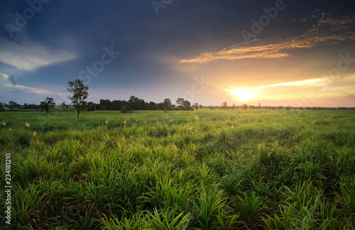 aerial view from drone Sugar cane field with sunset sky nature landscape background.