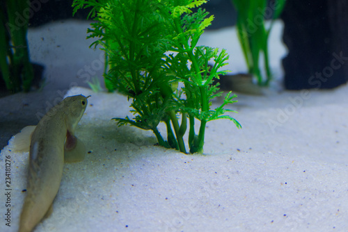 polypterus senegalus fish  (enguia dinossauro) photo