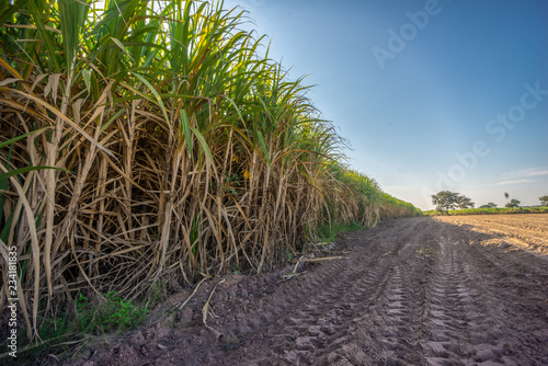 sugarcane, sugar cane field with spring sky landscape.
