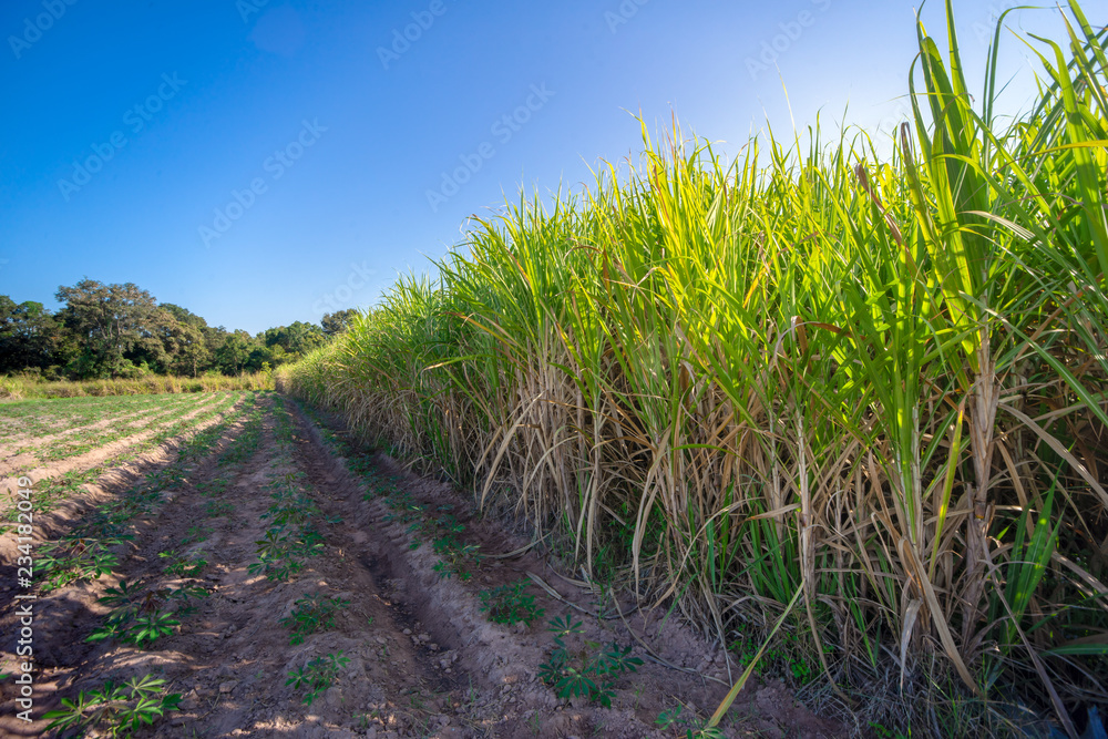sugarcane, sugar cane field with spring sky landscape. sugarcane, sugar cane field with spring sky landscape.