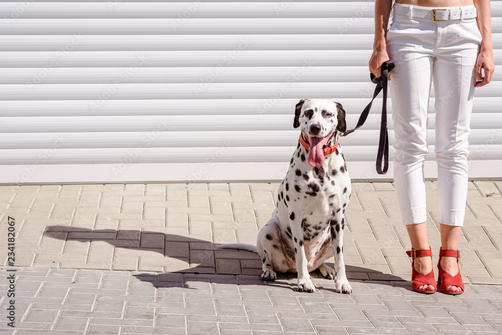 Woman in red boots walking with a dalmatian dog on the roller shutters background. Feet and legs