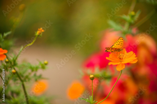 Butterfly On Flower © Bola