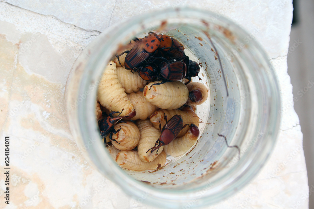 Fototapeta premium red palm weevil 