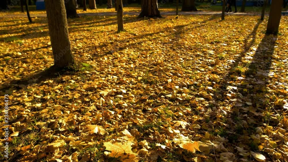 Beautiful autumn park at sunset. Autumn park with ground covered with yellow leaves carpet. Sun rays shining between trees. Warm autumnal weather. Beautiful autumn park at sunset. Autumn park with ground covered with yellow leaves carpet. Sun rays shining between trees. Warm autumnal weather.