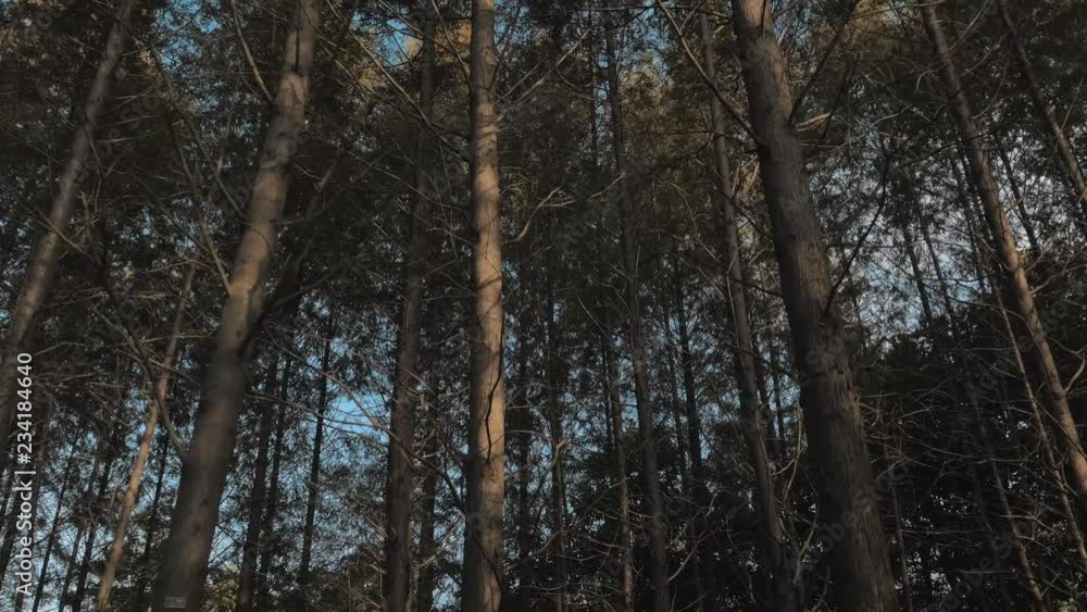 Walking between tall trees in mixed forest on sunny autumn day, blue sky on the background Walking between tall trees in mixed forest on sunny autumn day, blue sky on the background