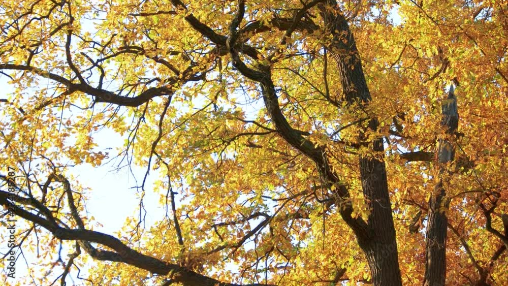 Autumn tree with yellow leaves in fall. Tree with ornage and yellow leaves in autumn forest. Seasonal autumn nature.