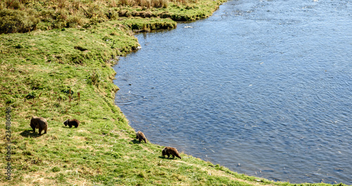 Three Wild Kodiak Bear Cubs Ursus Arctos Middendorffi PLaying on Kodiak Island Alaska photo