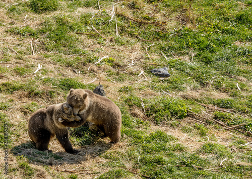 Three Wild Kodiak Bear Cubs Ursus Arctos Middendorffi PLaying on Kodiak Island Alaska photo