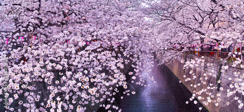 春の目黒川桜まつり