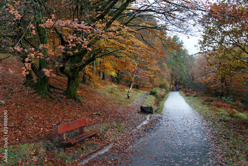 November in Ireland. Walk in the valley Glendalough.