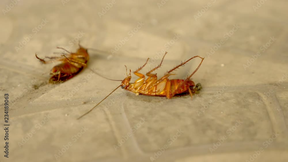 close up huge cockroach dead on the floor outside close up huge cockroach dead on the floor outside