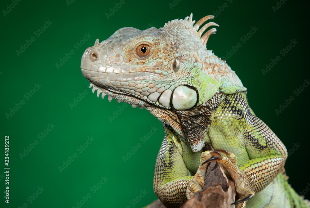 Green iguana portrait Green iguana portrait