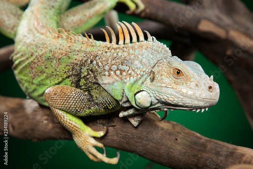 Green iguana clambers on branches