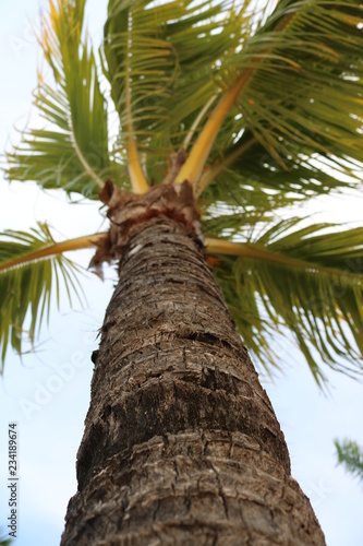 Palm Tree