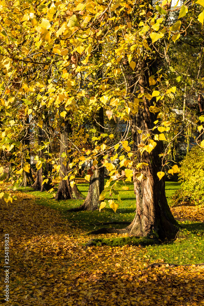 line of trees with golden leaves on the road side filled of yellow fall leaves under the sun