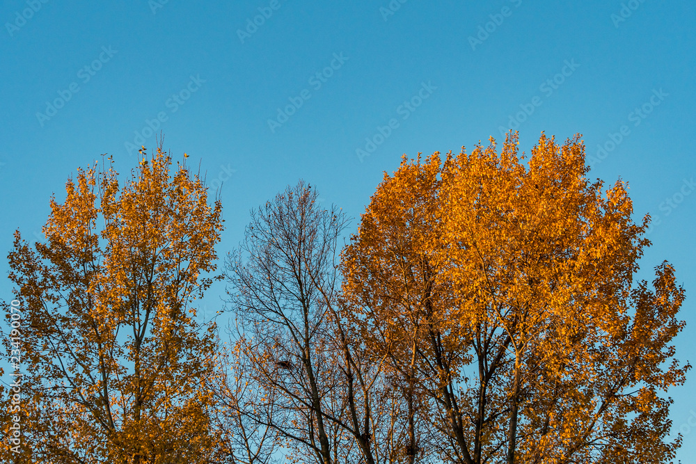 trees filled golden leaves on a sunny autumn morning under blue sky