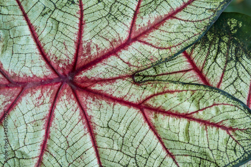 close up of fresh green leaves with red veins texture background