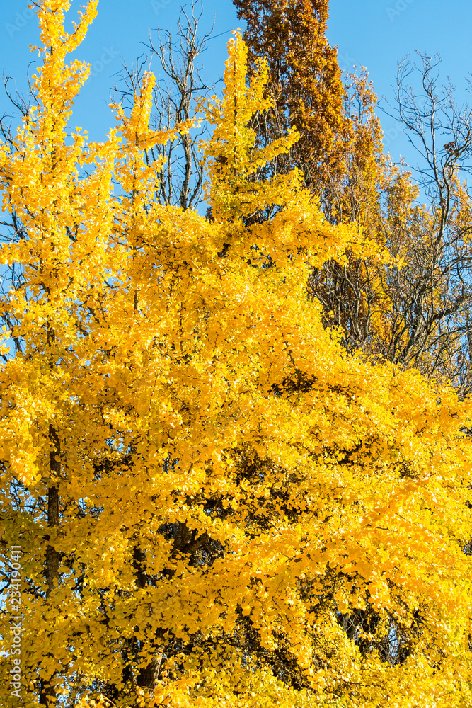 Fototapeta premium dense beautiful golden leaves under the blue sky on a sunny autumn morning