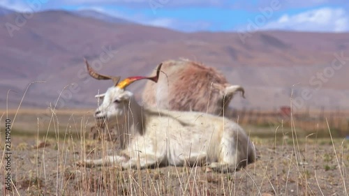 Herd of sheeps and Changthangi or Kashmir Pashmina goats eating herbs against beautiful Himalaya mountains near Tso Moriri lake. Gorgeous domestic animals grazing at Himalayan highlands. Ladakh, India photo