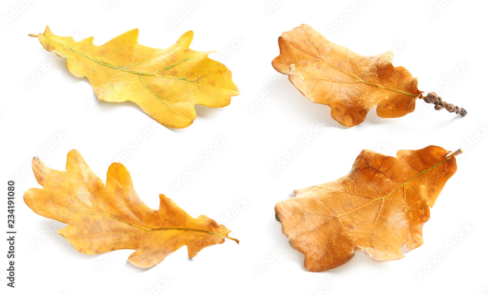 Set with autumn leaves on white background. Fall foliage Set with autumn leaves on white background. Fall foliage