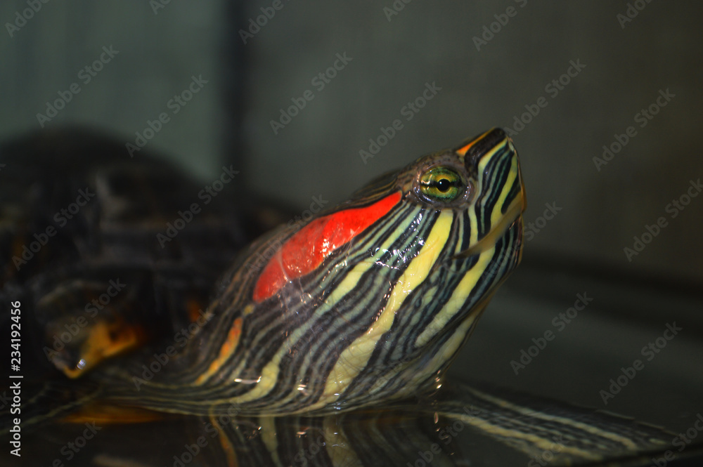 Fototapeta premium Природа