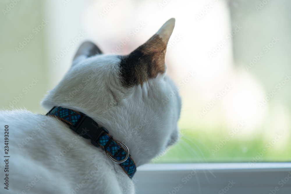 Lonely white cat sit beside the window looking outside in the morning for adventure life