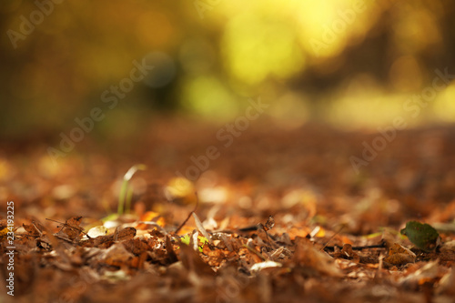 Beautiful view of autumn foliage on ground. Space for text © New Africa