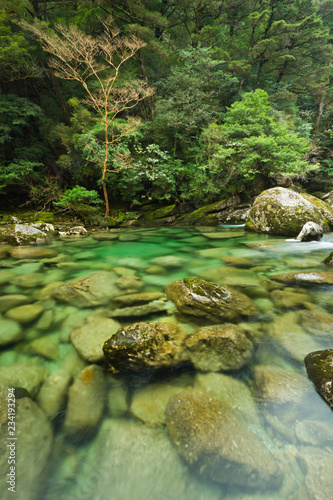 YAKUSHIMA　ヤクスギランド