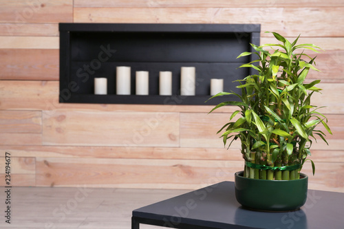 Pot with green bamboo on table in room. Space for text