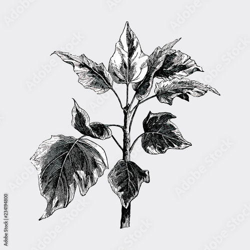 Vintage plants and leaves illustration