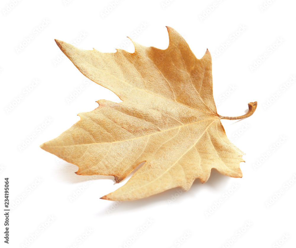 Fototapeta premium Beautiful autumn leaf on white background. Fall foliage