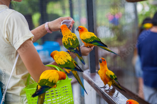 Macaw beautiful color eat on hand