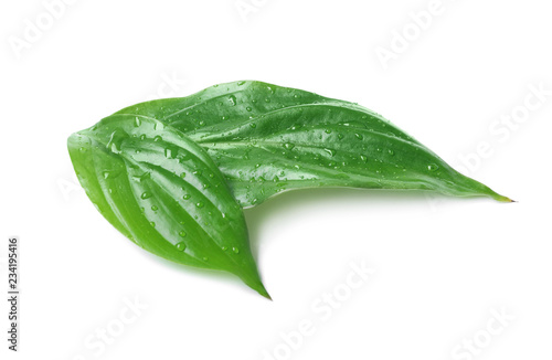 Green leaves with water drops isolated on white