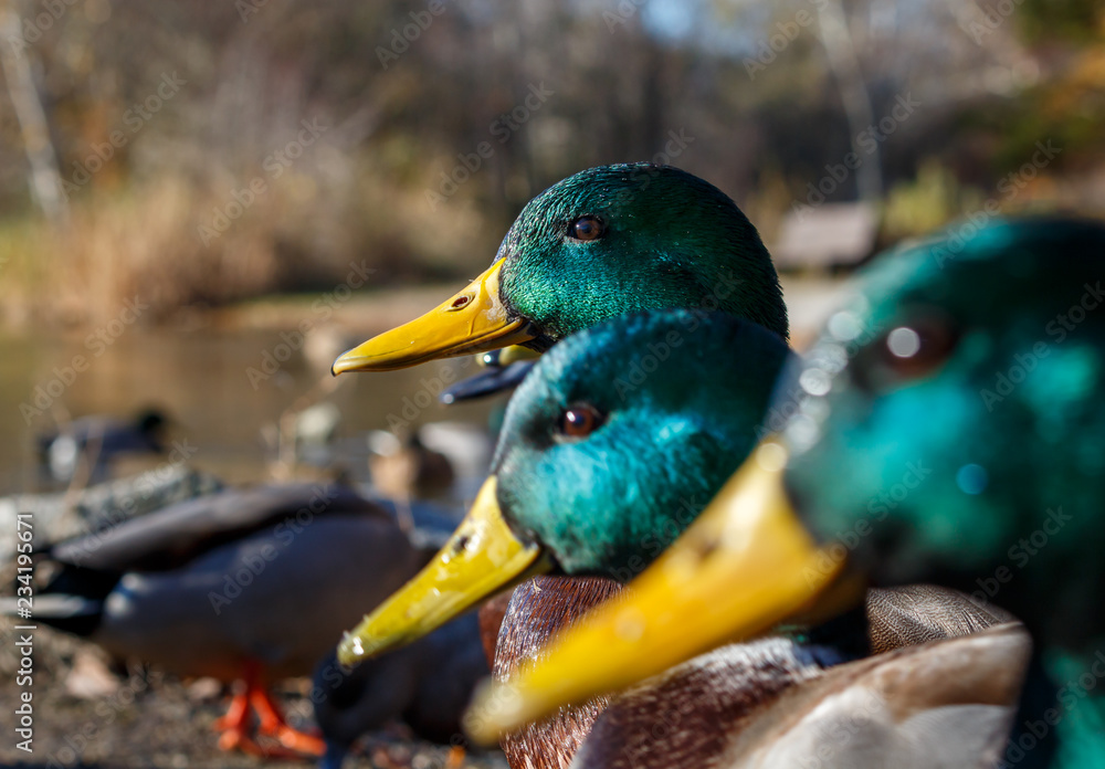Fototapeta premium Three mallard ducks in a row. Green and yellow