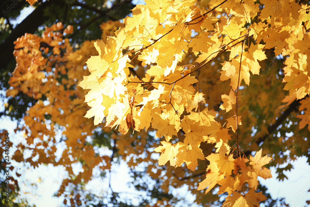 View of tree branches with autumn leaves in park View of tree branches with autumn leaves in park