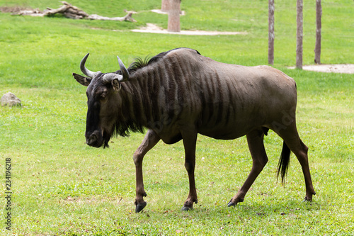 Blue wildebeest standing in grassland