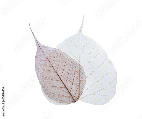 Beautiful decorative skeleton leaves on white background, top view
