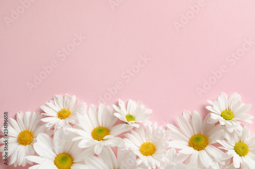 Beautiful chamomile flowers on color background  flat lay with space for text