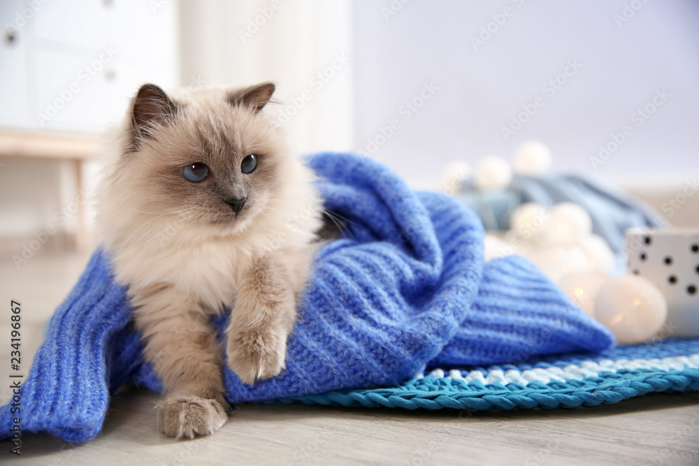 Cute cat wrapped in knitted sweater lying on floor at home. Warm and cozy winter