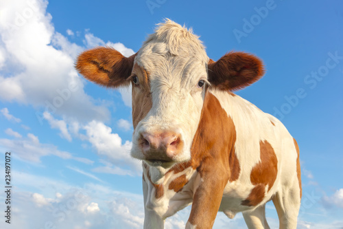 Kälberzucht: junges Kalb / Kälbchen / Kuh unter freiem Himmel, Rinderzucht, Aufzucht, Kühe, weide, weidehaltung, aufzucht rinder © Maurice Tricatelle