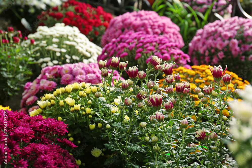 View of fresh beautiful colorful chrysanthemum flowers View of fresh beautiful colorful chrysanthemum flowers